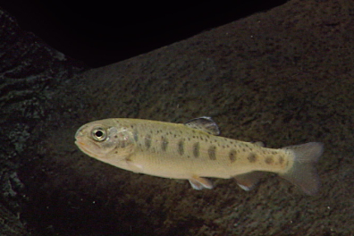 La reproduction d’un poisson - la Truite - extrait